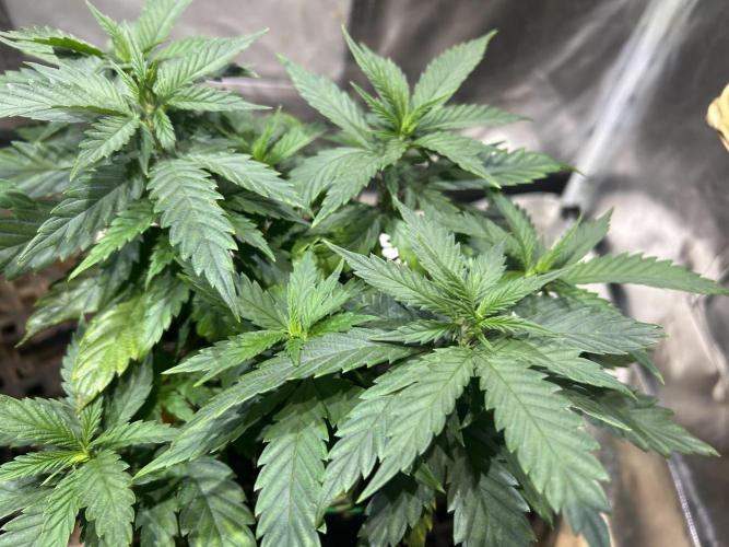 OSS - Tiramisu. Week 12