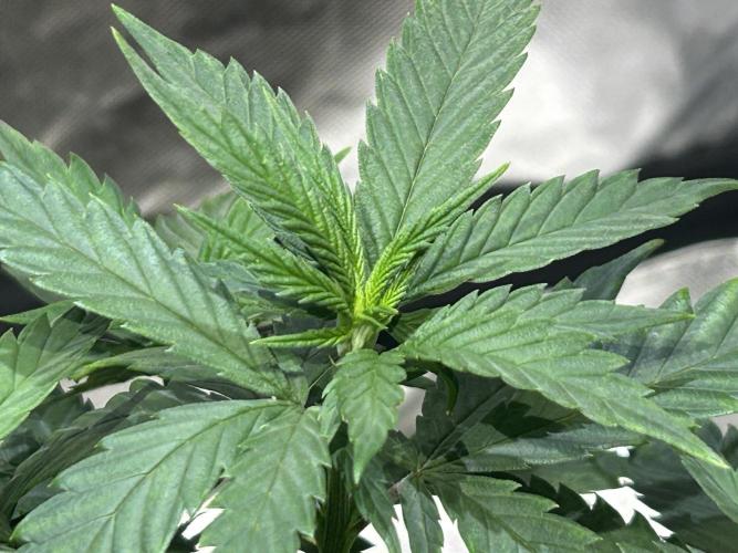 OSS - Tiramisu. Week 12