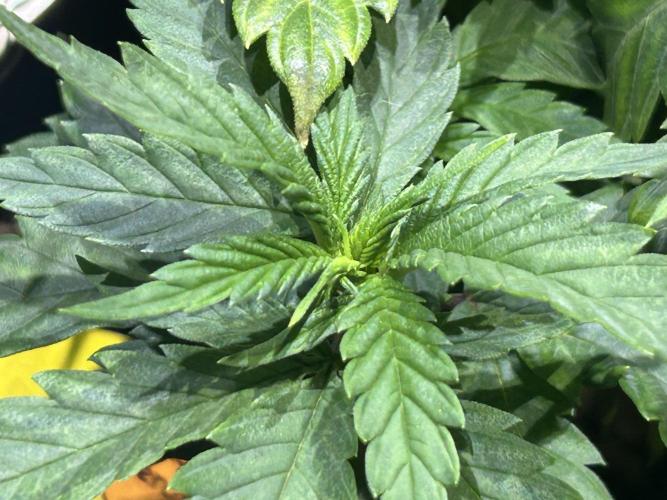 OSS - Tiramisu. Week 12