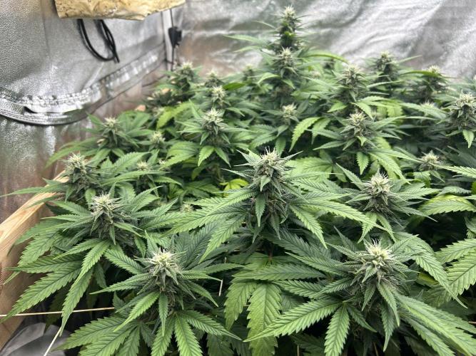 OSS - Do-Si-Dos OG. Week 19