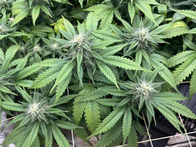 OSS - Do-Si-Dos OG. Week 19