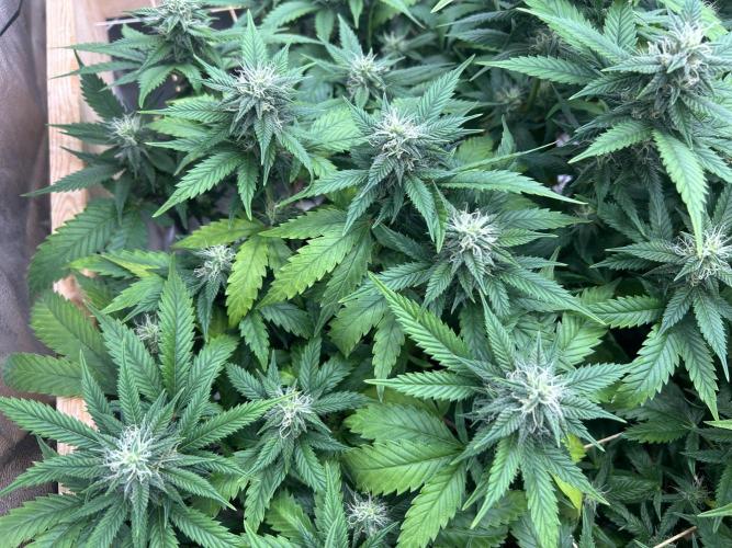 OSS - Do-Si-Dos OG. Week 19