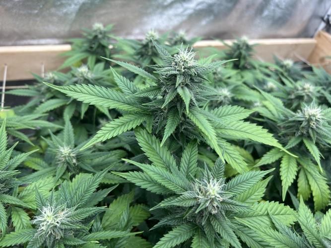 OSS - Do-Si-Dos OG. Week 19