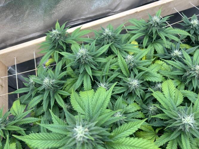 OSS - Do-Si-Dos OG. Week 19