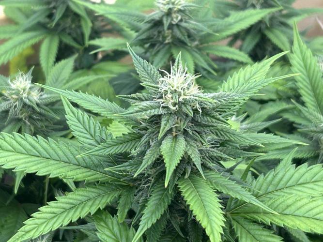 OSS - Do-Si-Dos OG. Week 19