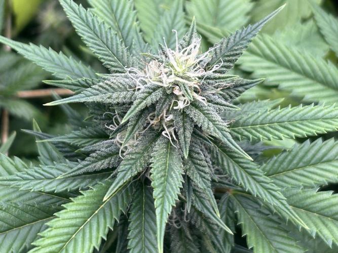 OSS - Do-Si-Dos OG. Week 19