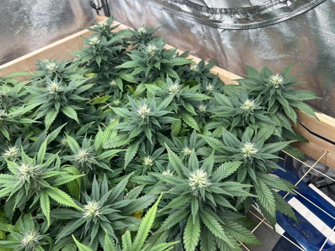 OSS - Sherbet Moonrocks. Week 19