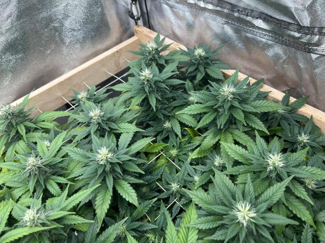 OSS - Sherbet Moonrocks. Week 19