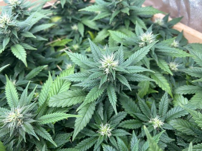 OSS - Sherbet Moonrocks. Week 19