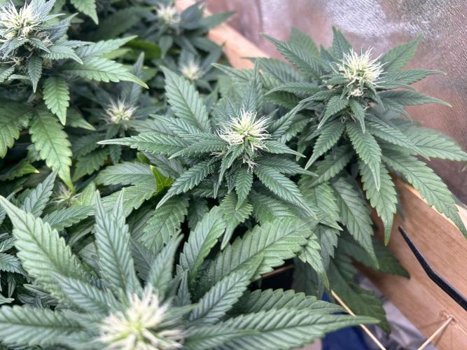 OSS - Sherbet Moonrocks. Week 19