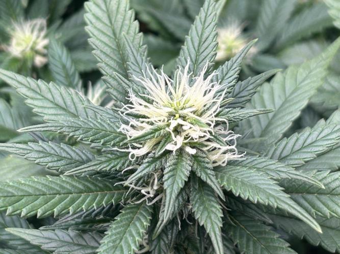 OSS - Sherbet Moonrocks. Week 19