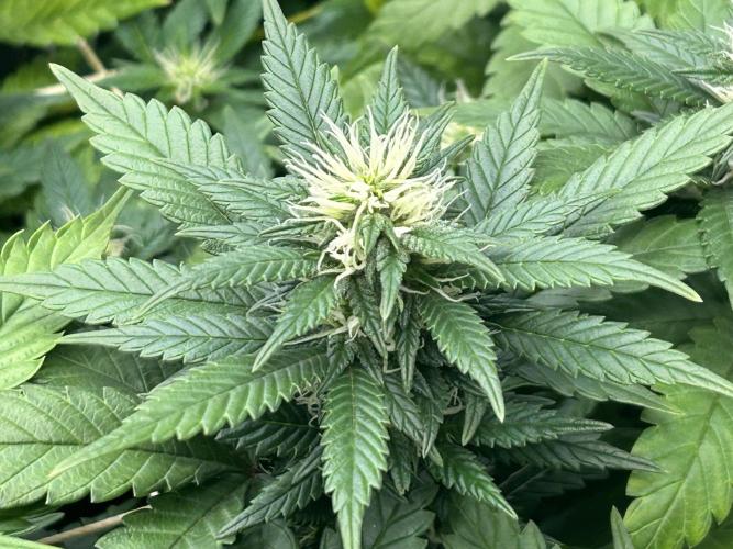 OSS - Sherbet Moonrocks. Week 19