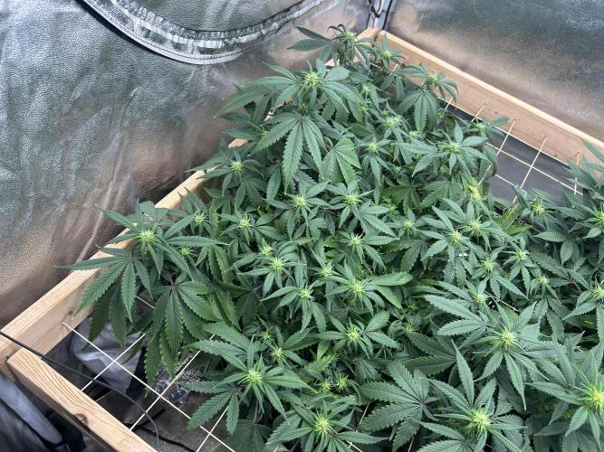 Kannabia - Pink Gelato. Week 19