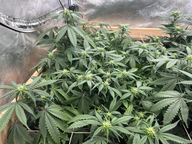 Kannabia - Pink Gelato. Week 19