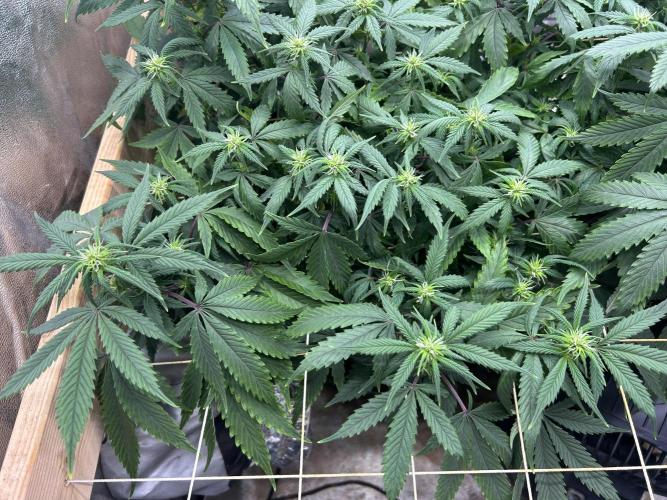 Kannabia - Pink Gelato. Week 19