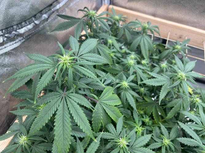 Kannabia - Pink Gelato. Week 19