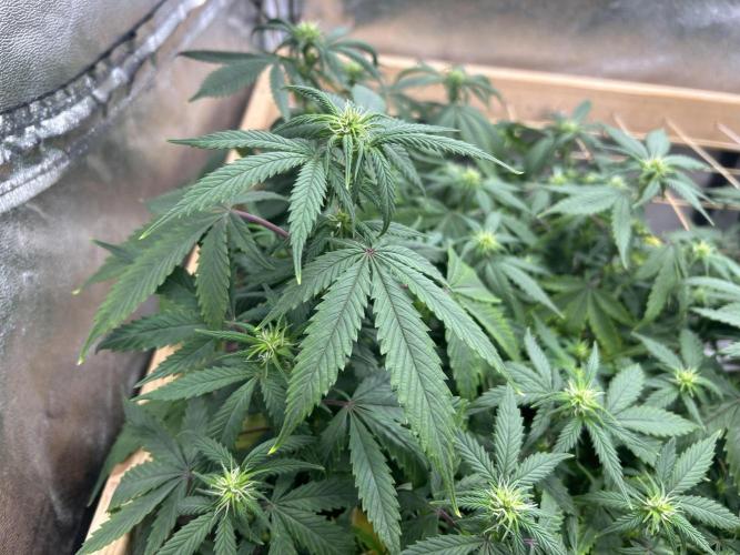 Kannabia - Pink Gelato. Week 19