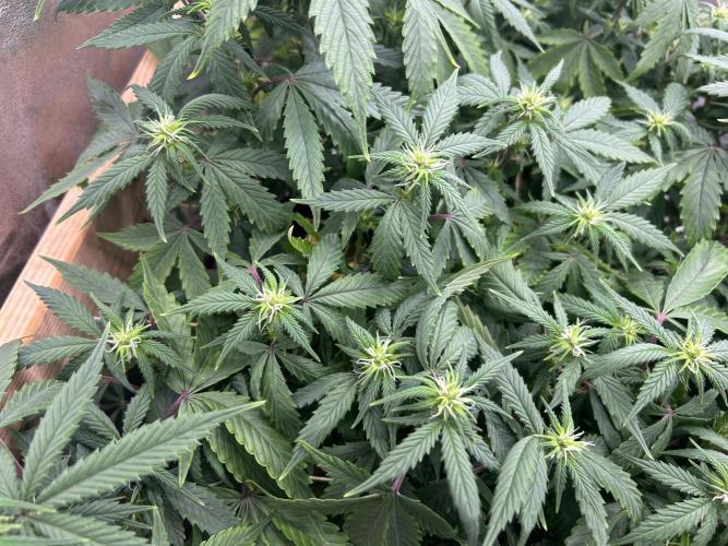 Kannabia - Pink Gelato. Week 19