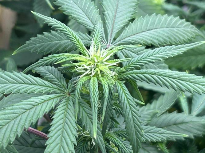 Kannabia - Pink Gelato. Week 19