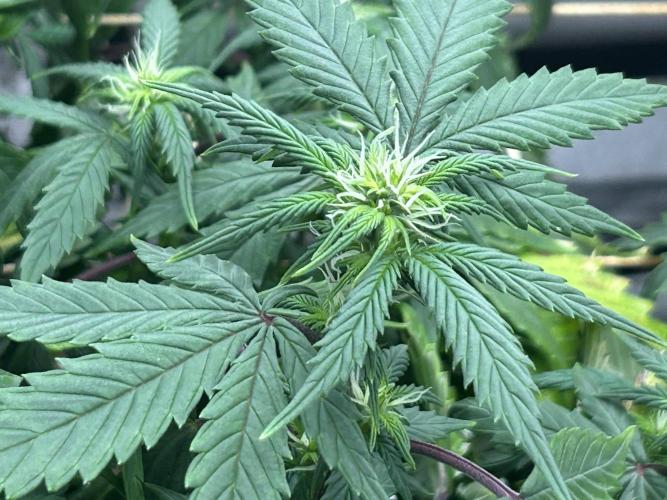 Kannabia - Pink Gelato. Week 19