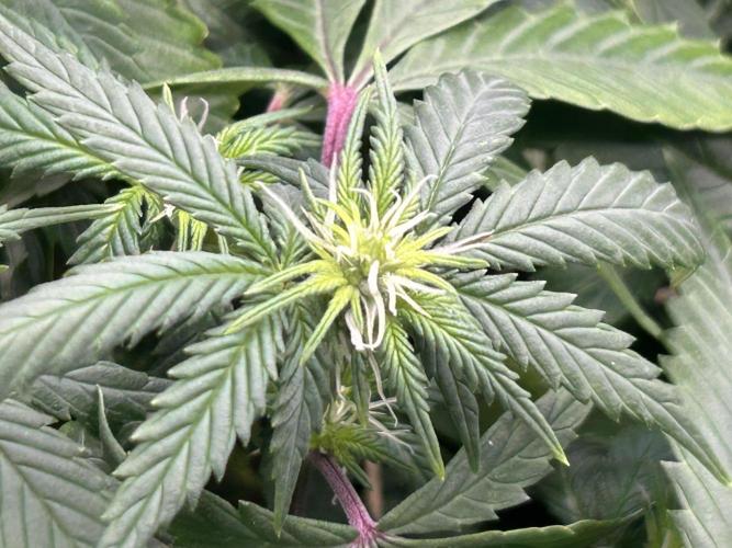 Kannabia - Pink Gelato. Week 19