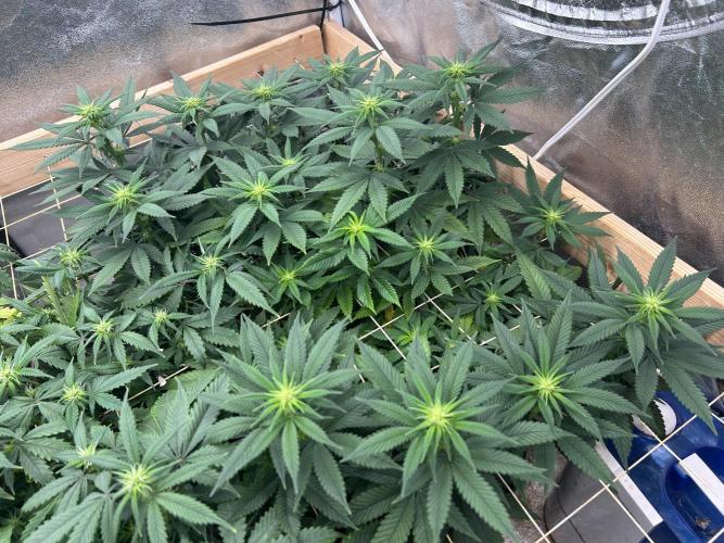 Kannabia - Apple Fritter. Week 19