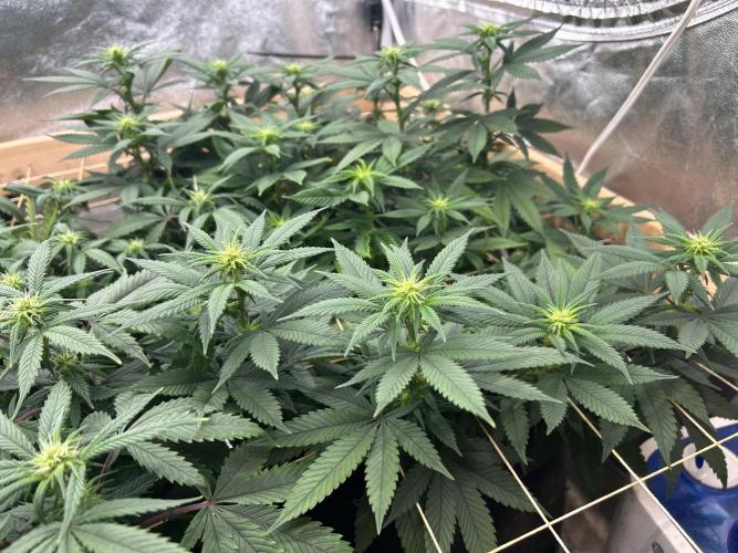 Kannabia - Apple Fritter. Week 19