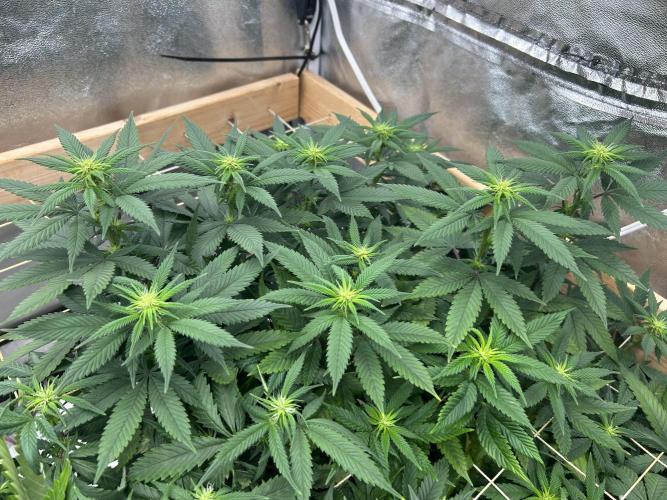 Kannabia - Apple Fritter. Week 19