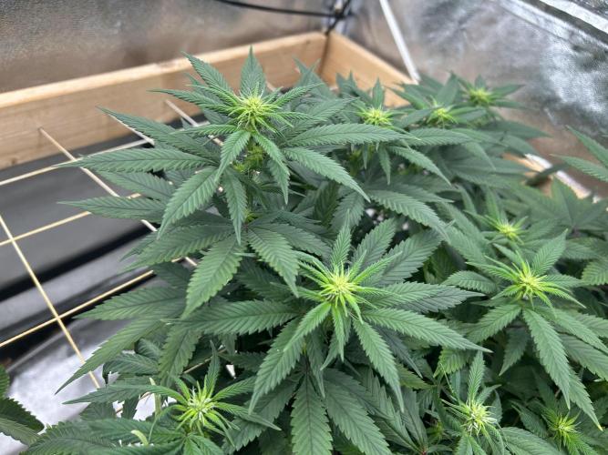 Kannabia - Apple Fritter. Week 19