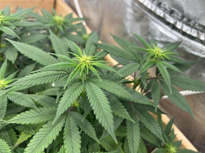 Kannabia - Apple Fritter. Week 19