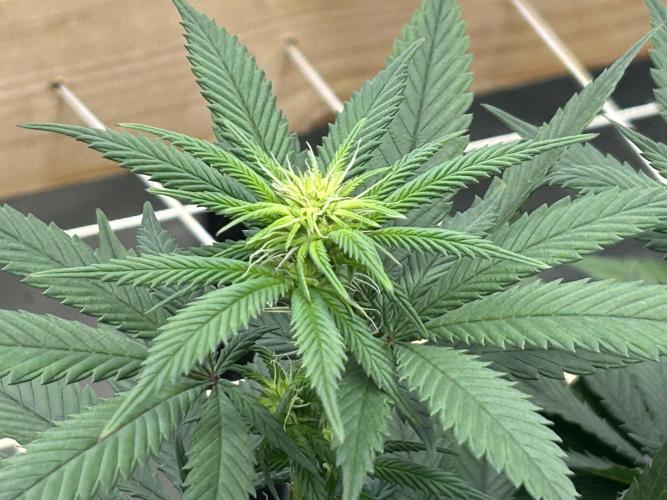 Kannabia - Apple Fritter. Week 19