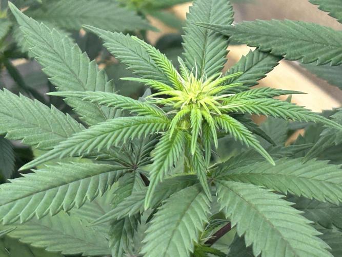 Kannabia - Apple Fritter. Week 19