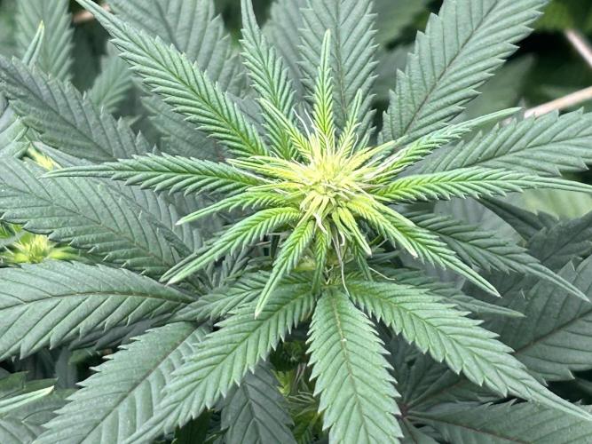 Kannabia - Apple Fritter. Week 19