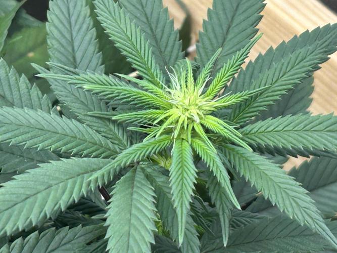 Kannabia - Apple Fritter. Week 19