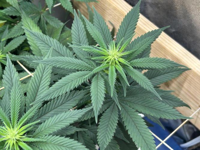 Kannabia - Apple Fritter. Week 19