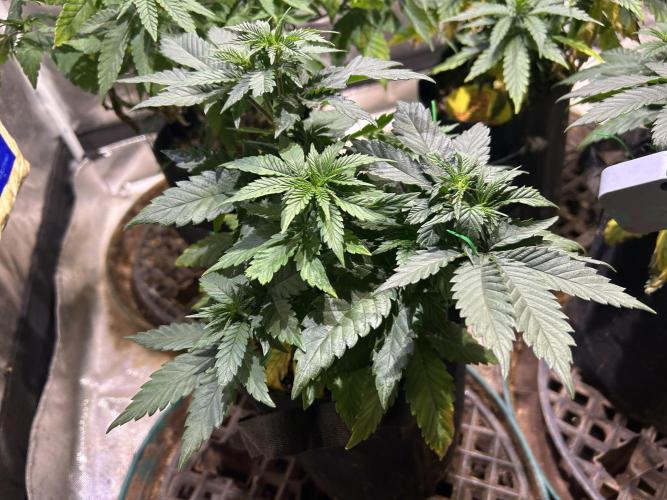 BF - Super Boof. Week 10 - 1/17/26