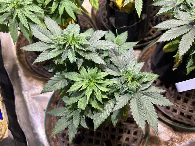 BF - Super Boof. Week 10