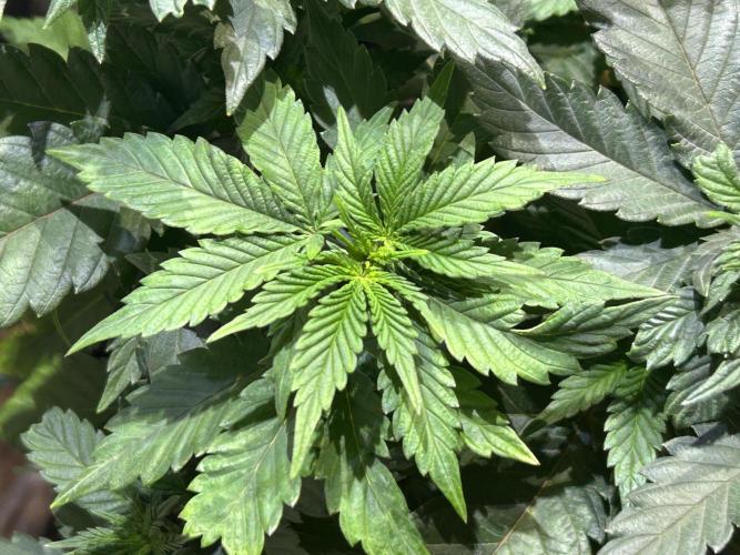 BF - Super Boof. Week 10