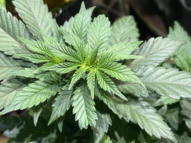 BF - Super Boof. Week 10