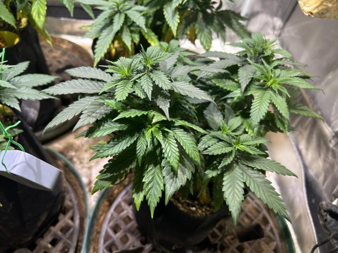 BF - RS11 x Banana OG. Week 10 - 1/17/26