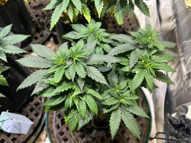 BF - RS11 x Banana OG. Week 10