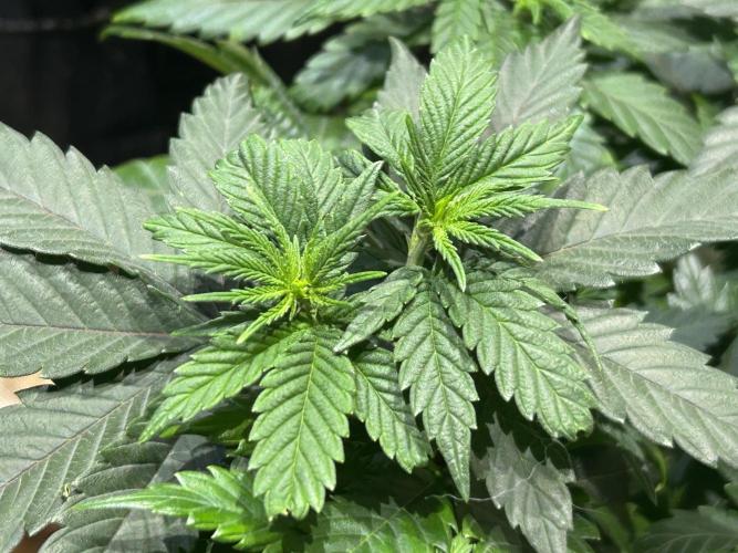 BF - RS11 x Banana OG. Week 10