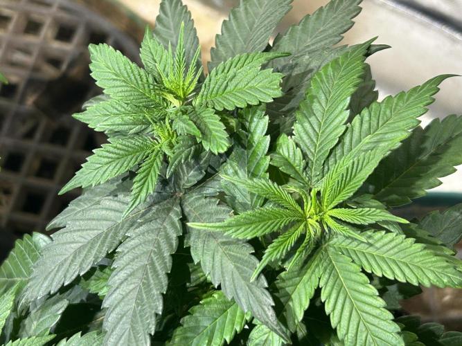 BF - RS11 x Banana OG. Week 10