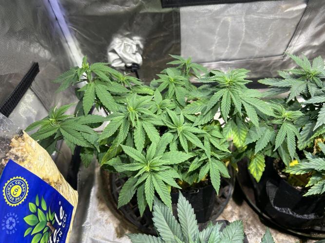 OSS - Blackwater. Week 13 - 1/17/26