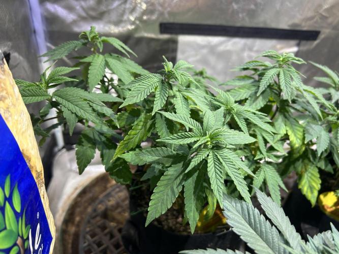 OSS - Blackwater. Week 13