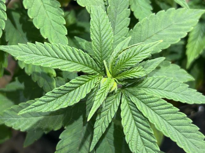 OSS - Blackwater. Week 13