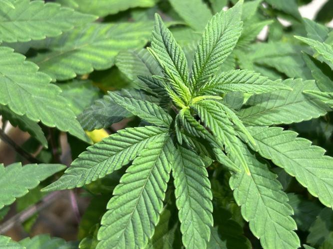 OSS - Blackwater. Week 13