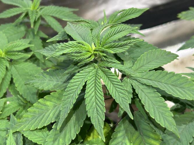 OSS - Blackwater. Week 13