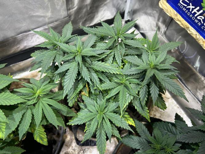 OSS - Tiramisu. Week 13 - 1/17/26