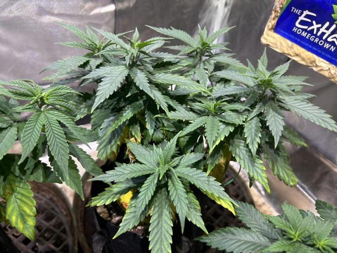 OSS - Tiramisu. Week 13